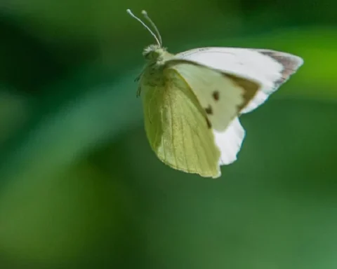 country-diary-butterflies-at-the-tennis-now-thats-what-i-call-a-winner-wlUzRNUM.webp