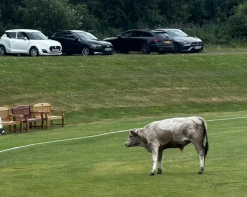 cow-corner-cricket-match-abandoned-after-runaway-bull-stops-play-iGi7Wgmf.webp