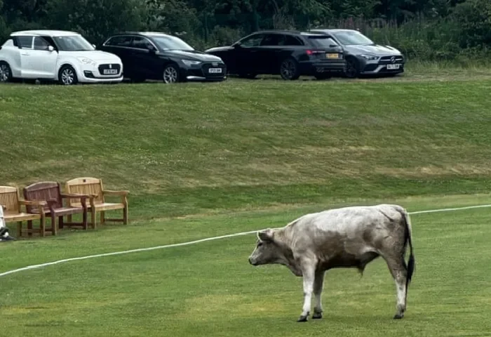 cow-corner-cricket-match-abandoned-after-runaway-bull-stops-play-iGi7Wgmf.webp