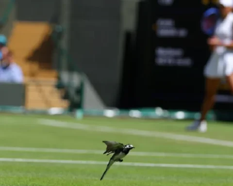 wimbledon-diary-tech-bunkers-birds-stop-play-and-safe-serve-records-ATs5LgCT.webp